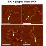 SA2 binding to gapped DNA substrates