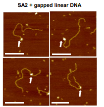 SA2 binding to gapped DNA substrates