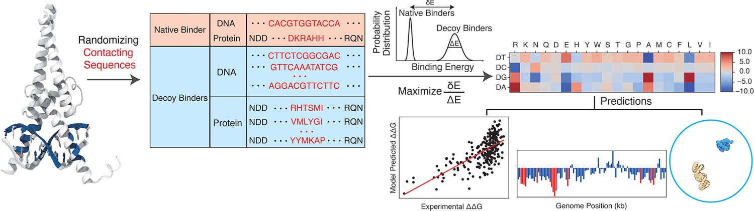 Dr. Lin Recent Publications – Biological Physics